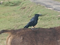 Vrána indická (Corvus culminatus)