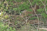 Levhart cejlonský (Panthera pardus kotiya)