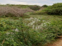Charakteristické ekosystémy - mokřady