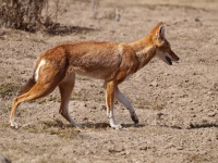 Vlček etiopský (Canis simensis) 