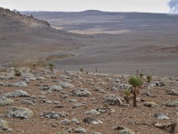 Charakteristické ekosystémy - horská poušť