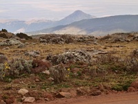 Charakteristické ekosystémy - alpinské louky