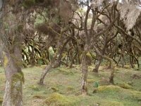 Charakteristické ekosystémy - vřesovcový les (Harenna Forest) 