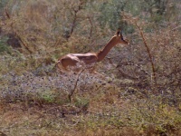 Antilopa žirafí (Litocranius walleri) 