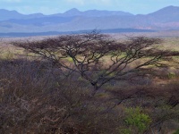 Akácie zkroucená (Acacia tortilis) - čeleď bobovité - Fabaceae