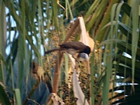 Bulbul zahradní (Pycnonotus barbatus)