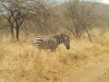 Zebra stepní (Equus quagga)