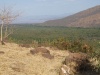 Charakteristické ekosystémy - suchý křovinatý les (buš)