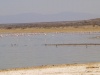 Charakteristické ekosystémy - sladkovodní ekosystémy (jezero Abiyatta)