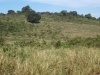 Charakteristické ekosystémy - travnatá savana