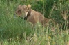 Lev pustinný (Panthera leo)