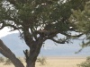 Levhart skvrnitý (Panthera pardus)