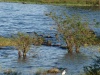 Charakteristické ekosystémy - sladkovodní ekosystémy (Viktoriino jezero)
