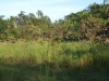 Charakteristické ekosystémy - lesnatá savana