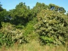 Charakteristické ekosystémy - galeriový prales