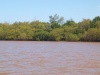 Charakteristické ekosystémy - mangrovy