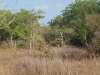 Charakteristické ekosystémy - lesnatá savana