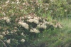 Pěnišník kavkazský (Rhododendron caucasicum)