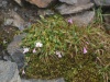 Zimozel severní (Linnaea borealis) - čeleď Linnaeaceae
