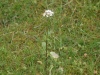 Kozlík (Valeriana capitata) - čeleď kozlíkovité - Valerianaceae