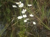 Tolije bahenní (Parnassia palustris) - čeleď tolijovité - Parnassiaceae