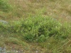 Vrba (Salix alaxensis) - čeleď vrbovité - Salicaceae