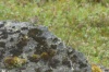 Strnadec skvrnitý (Passerculus sandwichensis)