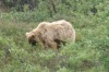 Medvěd aljašský (Ursus arctos gyas)