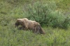 Medvěd aljašský (Ursus arctos gyas)