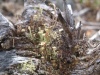 Dutohlávka sírová (Cladonia sulphurina) - čeleď dutohlávkovité - Cladoniaceae