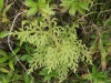 Plavuň (Lycopodium henryanum) - čeleď plavuňovité - Lycopodiaceae
