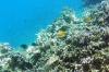 Charakteristické ekosystémy - korálové útesy