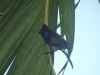 Bulbul červenouchý (Pycnonotus jocosus)