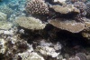 Charakteristické ekosystémy - korálové útesy