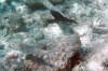 Parmice žlutopásá (Mulloidichthys flavolineatus) - čeleď parmicovití - Mullidae