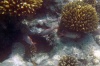 Pruhatec fialový (Myripristis violacea) - čeleď pruhatcovití - Holocentridae