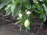 Cerbera odollam (čeleď toješťovité - Apocynaceae)