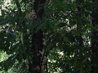 Pimentovník (Syzygium sp.) - čeleď myrtovité - Myrtaceae