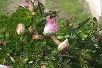 Albízie růžová (Albizia julibrissin) - čeleď bobovité - Fabaceae