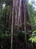 Banyán (Ficus benghalensis) - čeleď morušovníkovité - Moraceae