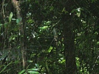 Nefila chluponohá (Nephila pilipes)