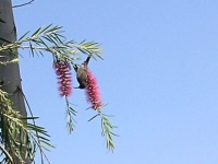 Strdimil malachitový (Nectarinia famosa), samice