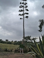 Agáve americká (Agave americana) - čeleď chřestovité - Asparagaceae, introdukovaný druh