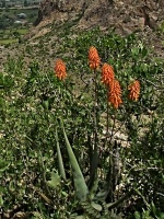 Aloe monticola (čeleď žlutokapovité - Xanthorrhoeaceae)