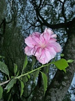 Ibišek čínská růže (Hibiscus rosa-sinensis) - čeleď slézovité - Malvaceae