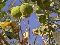 Calotropis procera (čeleď toješťovité - Apocynaceae), plody