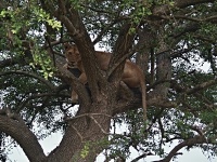 Lev pustinný (Panthera leo), samice
