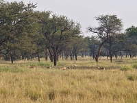Charaktristické ekosystémy - lesnatá savana