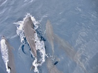 Delfín obecný (Delphinus delphis)