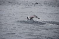 Delfín obecný (Delphinus delphis)